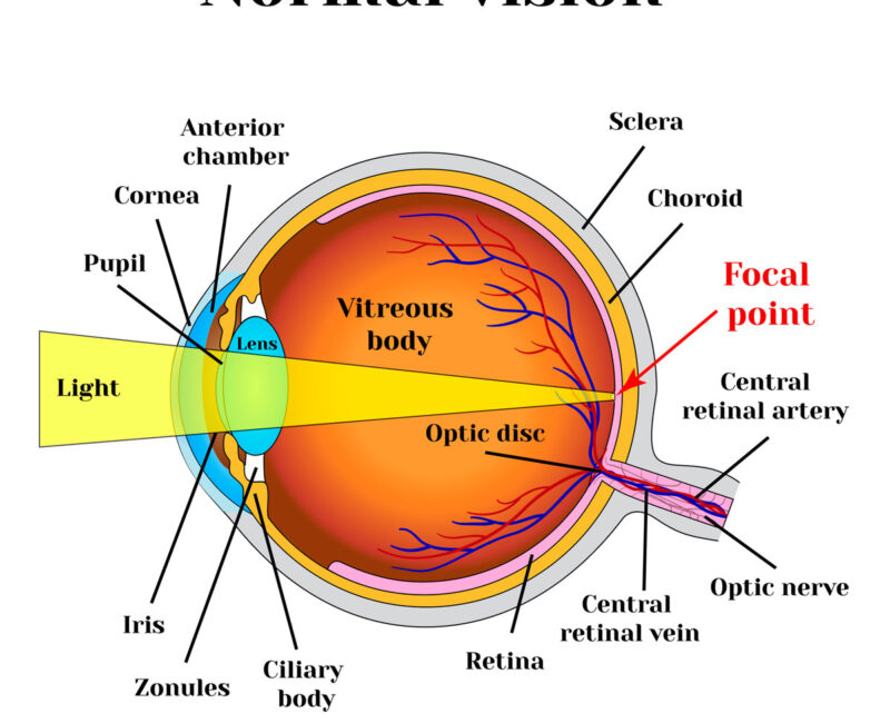 graphic illustration of eye with labeled parts